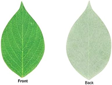 Oasis Supply Grease Resistant Leaf Cheese Paper, Disposable Cheese