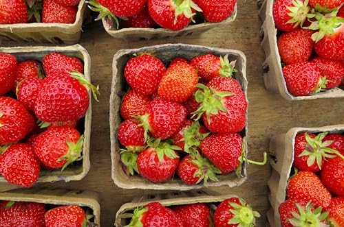40 Pack Natural Berry Basket 1 Pint, Pulp Fiber Vented Produce