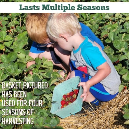 1.5 Qt Berry Basket Set - 25 Pack for Produce