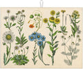 Plants Herbs Floral Dish Drying Mat XL Microfiber Kitchen Drying Mat Large Dish by Eugzak